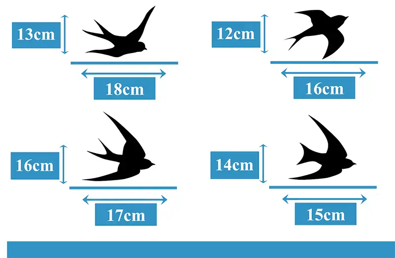 Raamsticker Vogels Zwaluw Afmeting2 kopieren